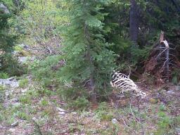 Hiking is not for the faint of heart: a large skeleton just off the trail.